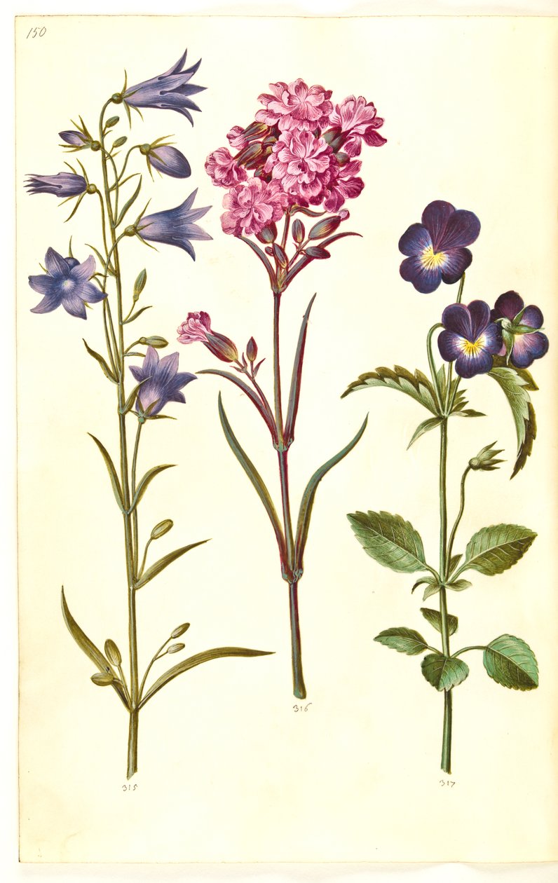Campanula rotundifolia (dzwonek); Silene viscaria (ząbek smoły zwyczajnej); Viola tricolor (bratek pospolity) autorstwa Hans Simon Holtzbecker