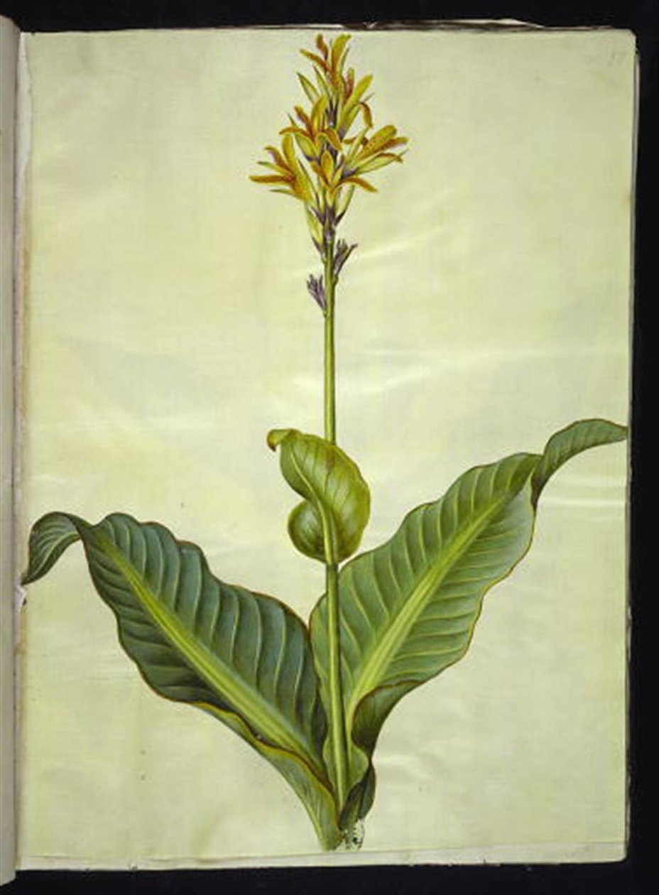 Canna indica (kana jadalna) autorstwa Hans Simon Holtzbecker