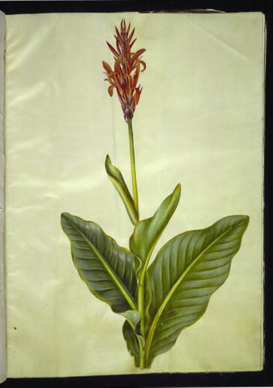 Canna indica (kana jadalna) autorstwa Hans Simon Holtzbecker