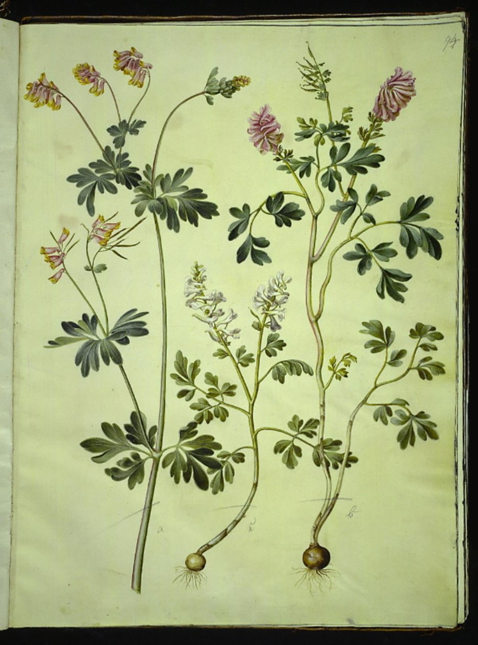 Capnoides sempervirens (arlekin); Corydalis solida (ostróżka długołodyniowa) autorstwa Hans Simon Holtzbecker