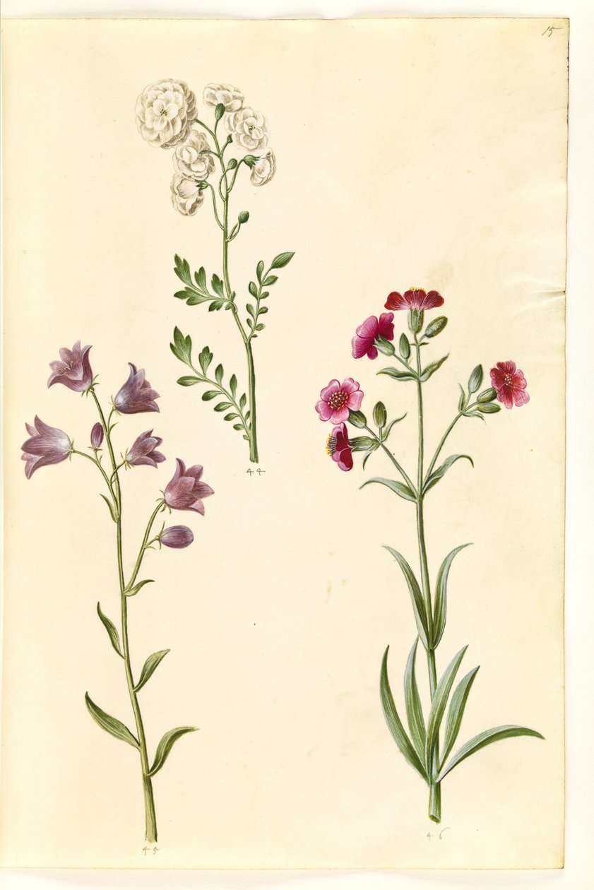 Cardamine pratensis (rzeżucha łąkowa); Campanula rotundifolia (?) (dzwonek cierpienia); Silene vulgaris (?) (ćma pęcherzowa) autorstwa Hans Simon Holtzbecker