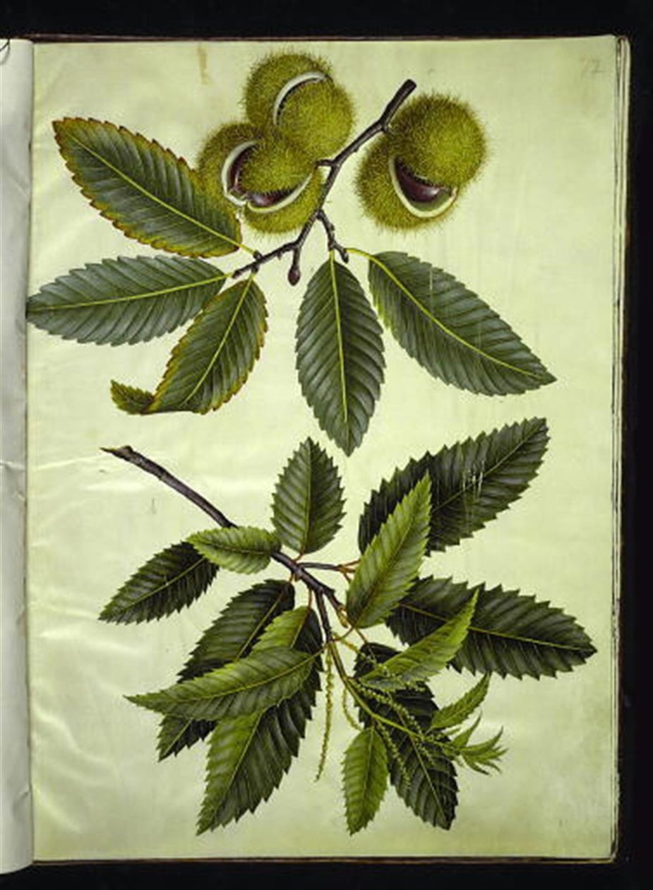 Castanea sativa (prawdziwy kasztan) autorstwa Hans Simon Holtzbecker