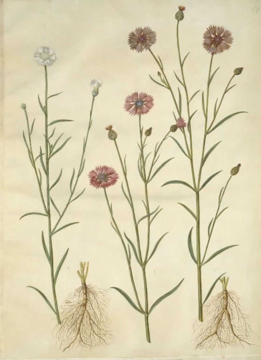 Centaurea cyanus (chaber) autorstwa Hans Simon Holtzbecker
