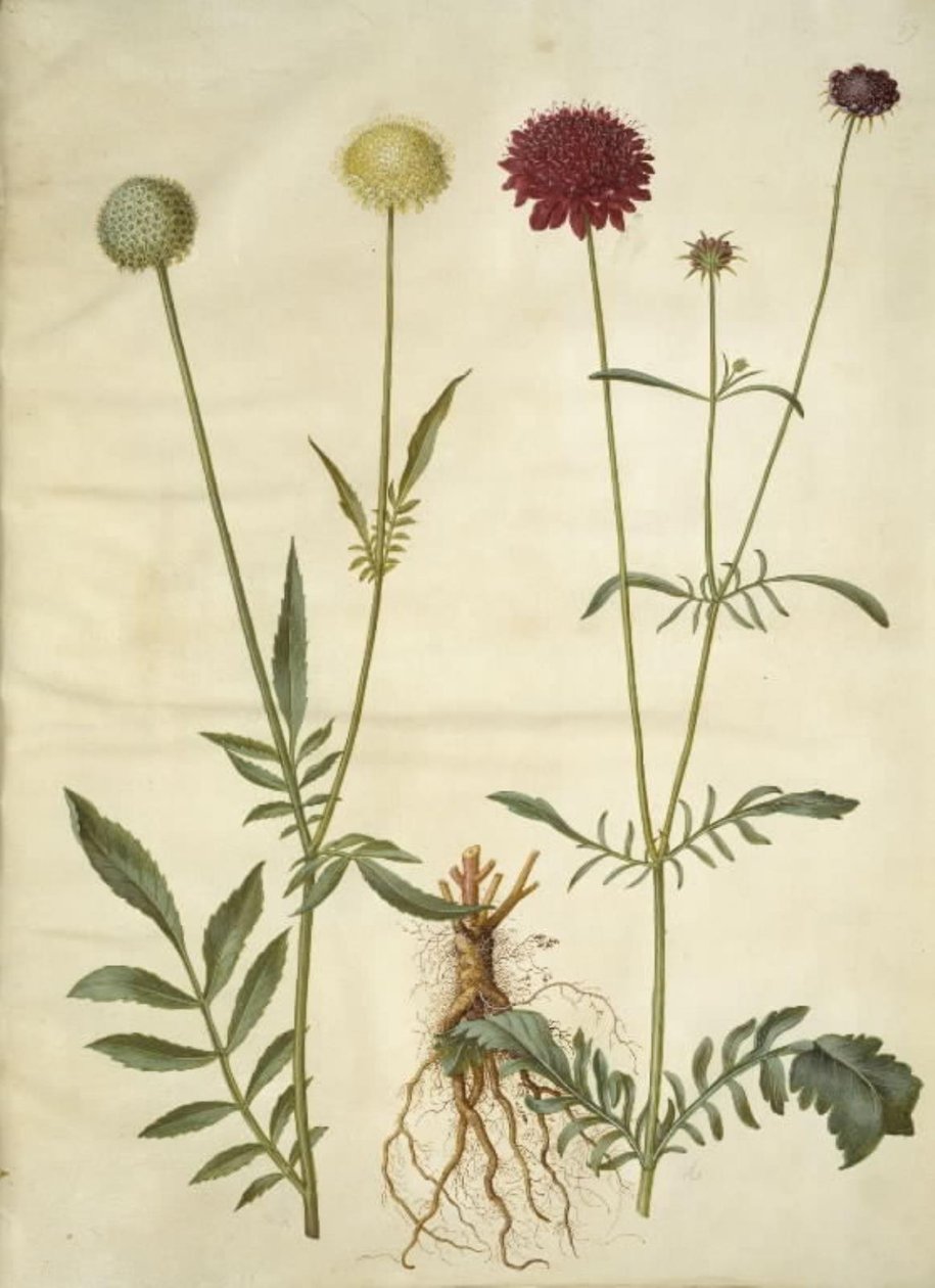 Cephalaria leucantha (głowa z białą łuską); Scabiosa atropurpurea (kwiat wdowy) autorstwa Hans Simon Holtzbecker