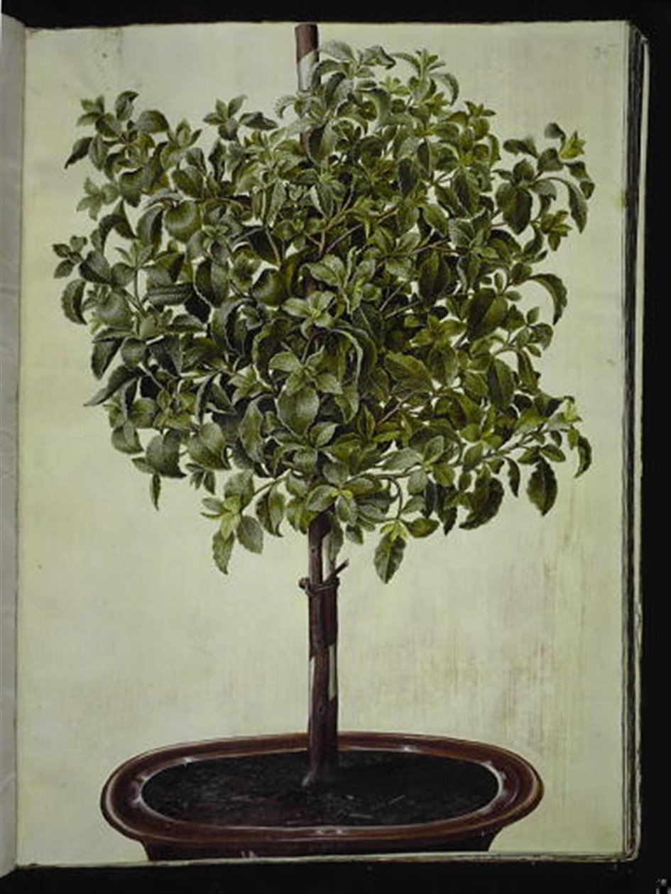 Cistka kredowa (kreta-soløjtræ) autorstwa Hans Simon Holtzbecker