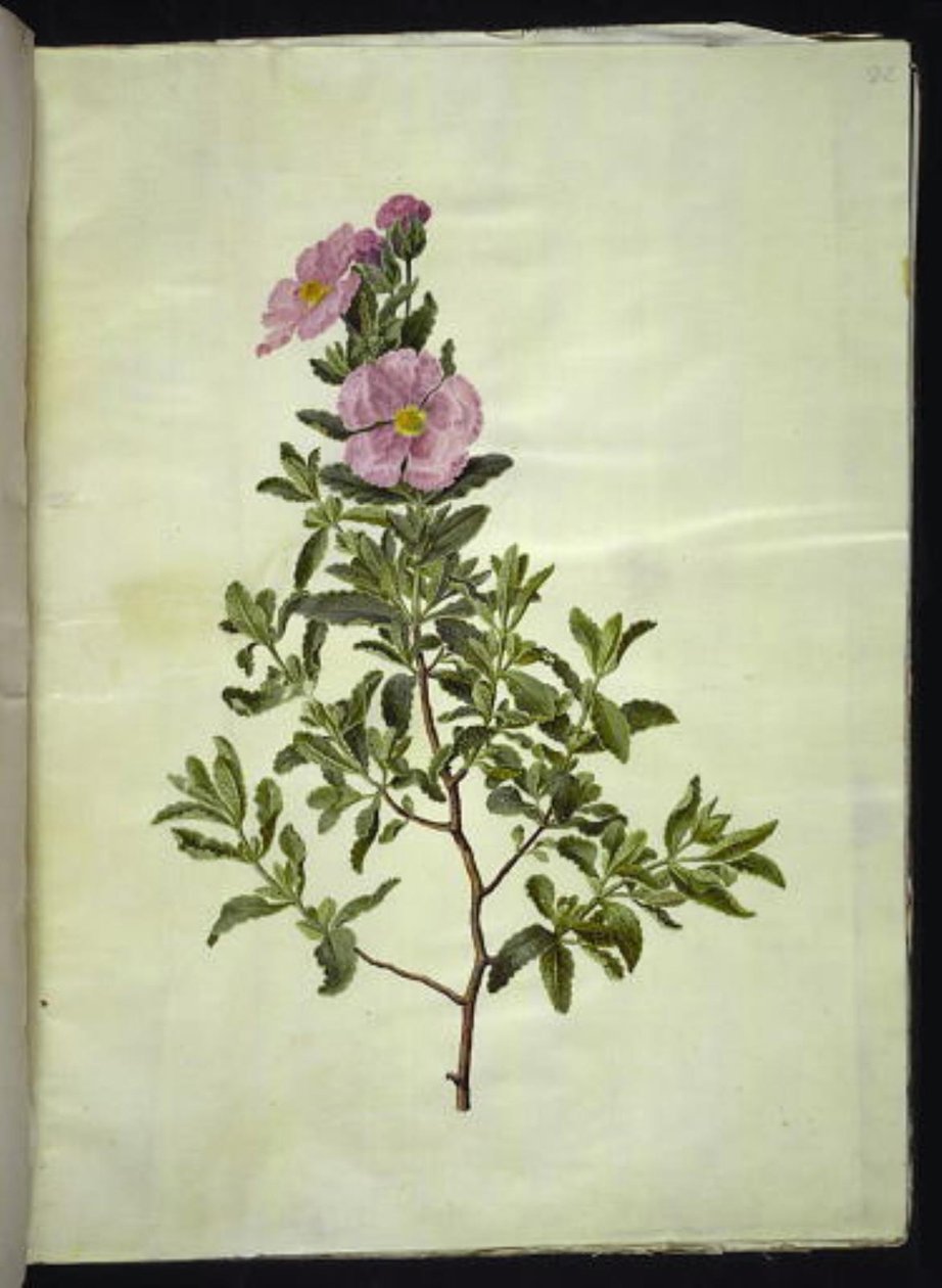 Cistka kredowa (kreta-soløjtræ) autorstwa Hans Simon Holtzbecker