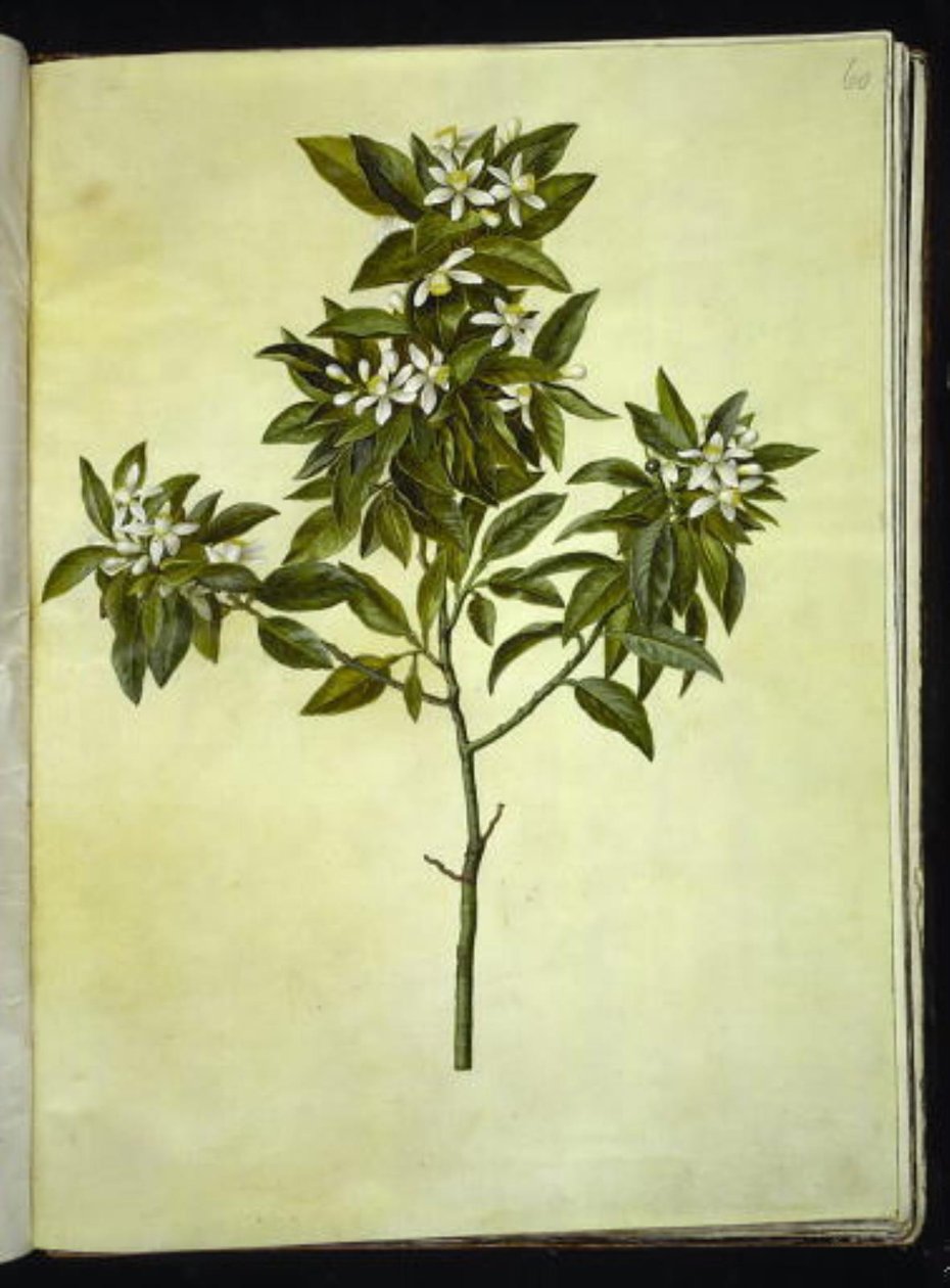 Aurantium cytrusowe (pomarańczowy) autorstwa Hans Simon Holtzbecker