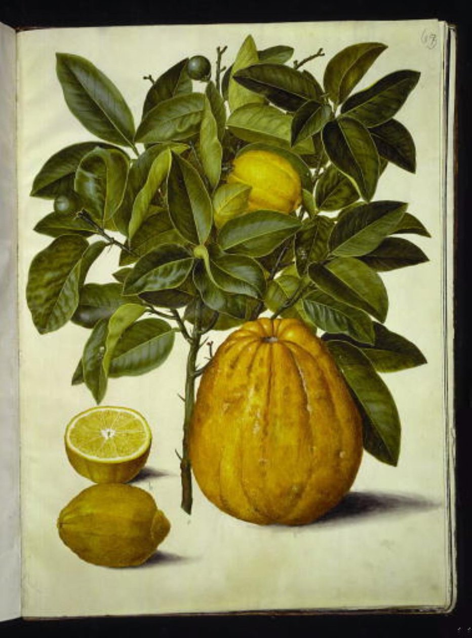 Limonka cytrusowa (cytryna pospolita); maksima cytrusowe (grejpfrut) autorstwa Hans Simon Holtzbecker