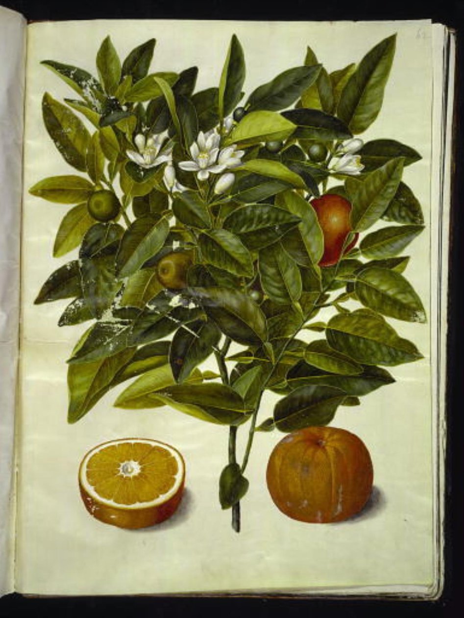 Citrus sinensis (pomarańczowy) autorstwa Hans Simon Holtzbecker