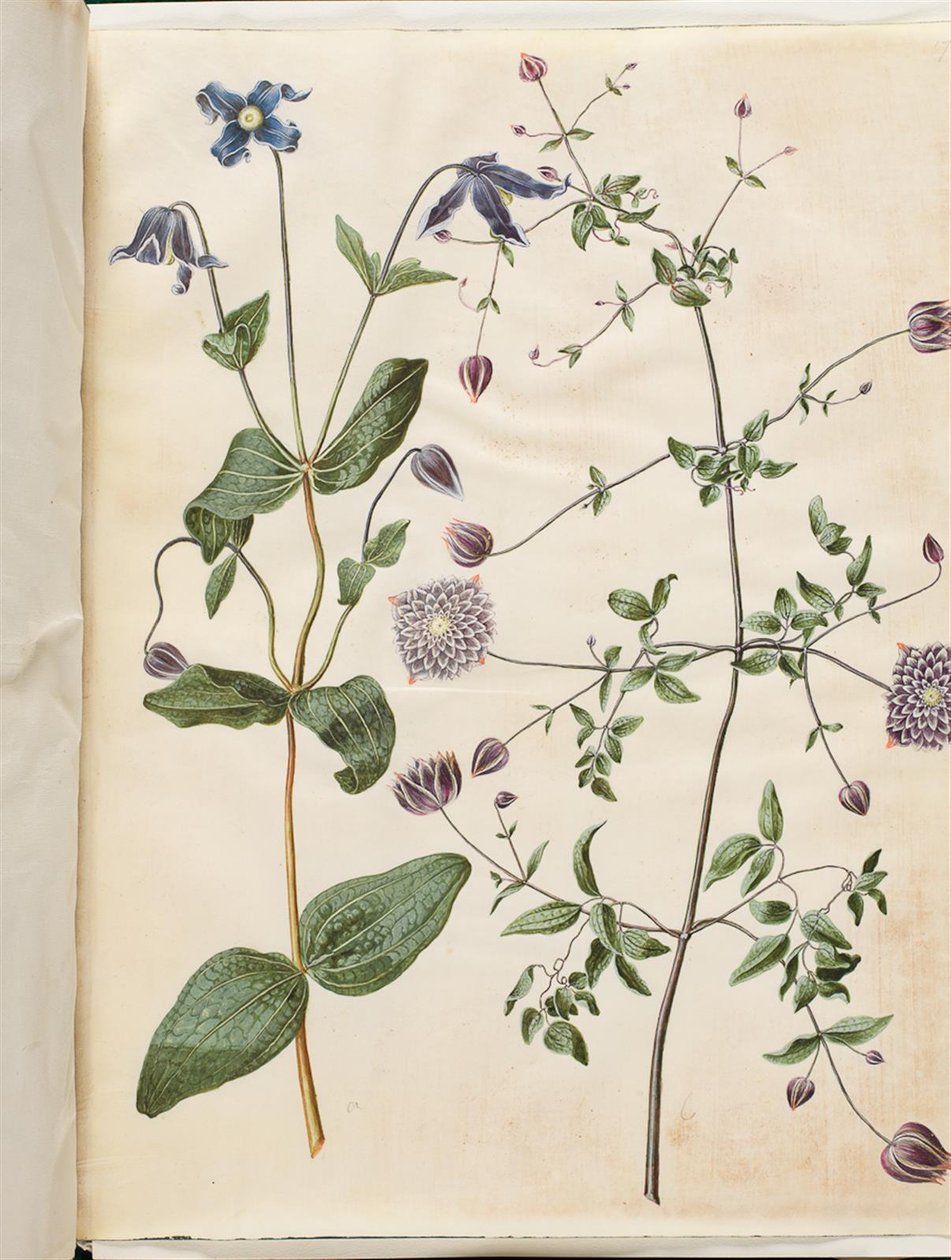 Clematis integrifolia (niebieskie powojniki wieloletnie); Clematis viticella (włoskie pnącze) autorstwa Hans Simon Holtzbecker