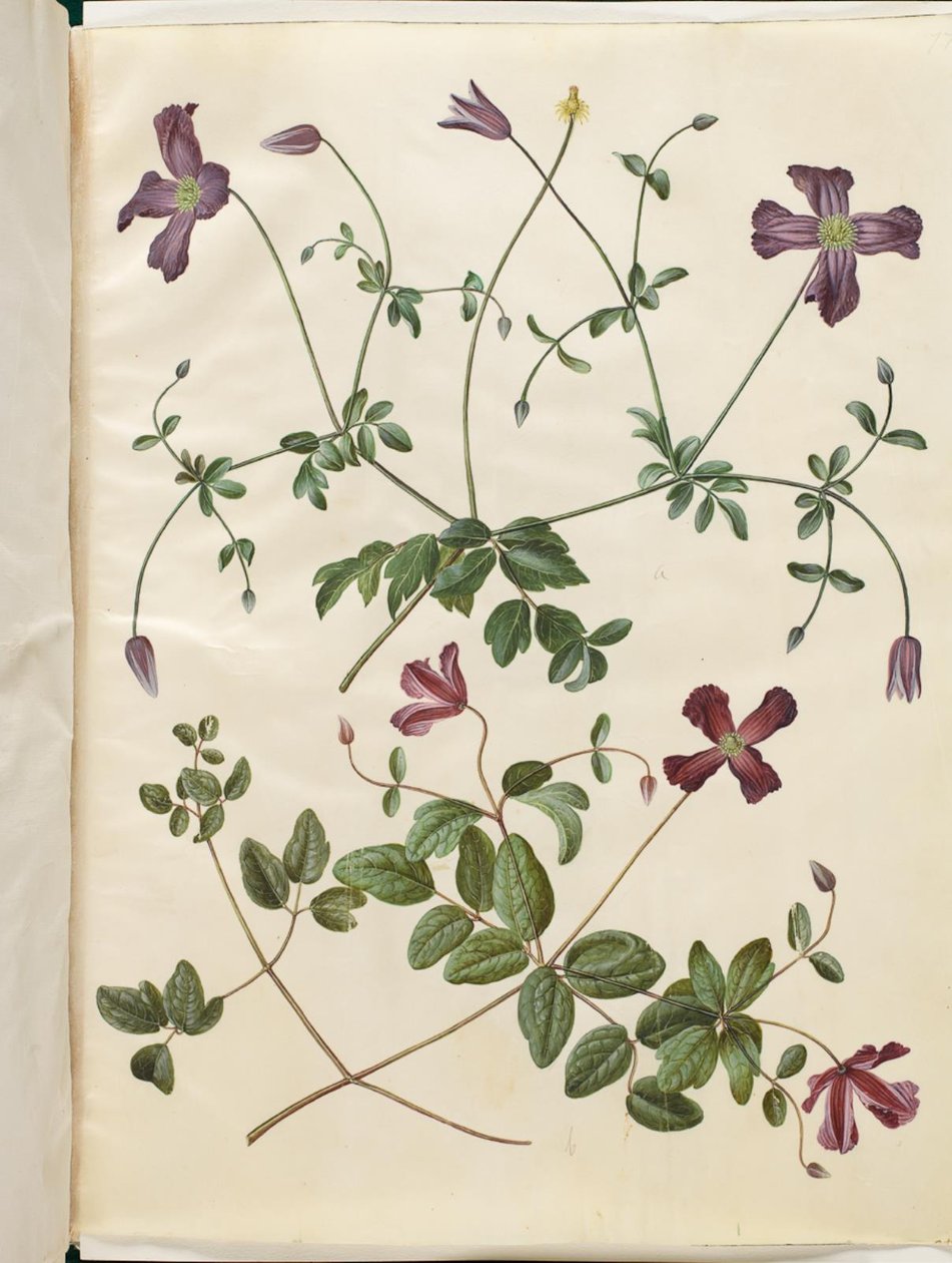 Clematis viticella (włoski skovranke) autorstwa Hans Simon Holtzbecker