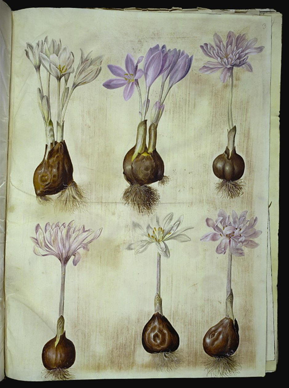 Colchicum autumnale (Høst-tidløs) autorstwa Hans Simon Holtzbecker