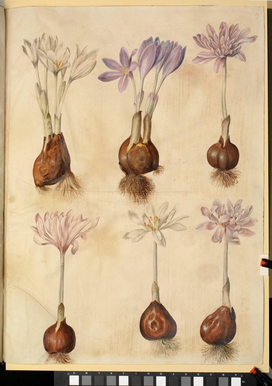 Colchicum autumnale autorstwa Hans Simon Holtzbecker