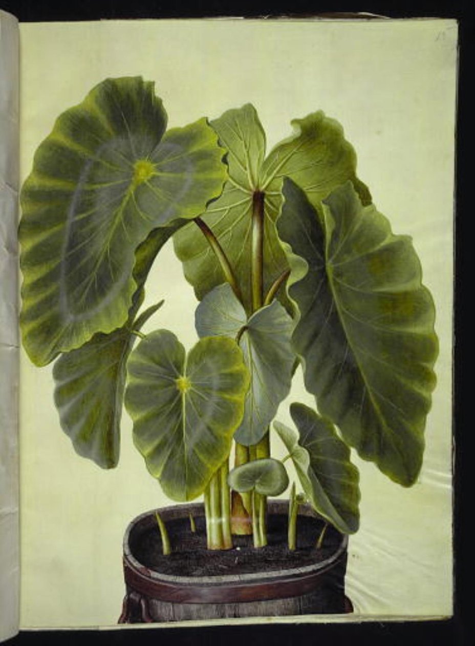 Colocasia esculenta (taro) autorstwa Hans Simon Holtzbecker