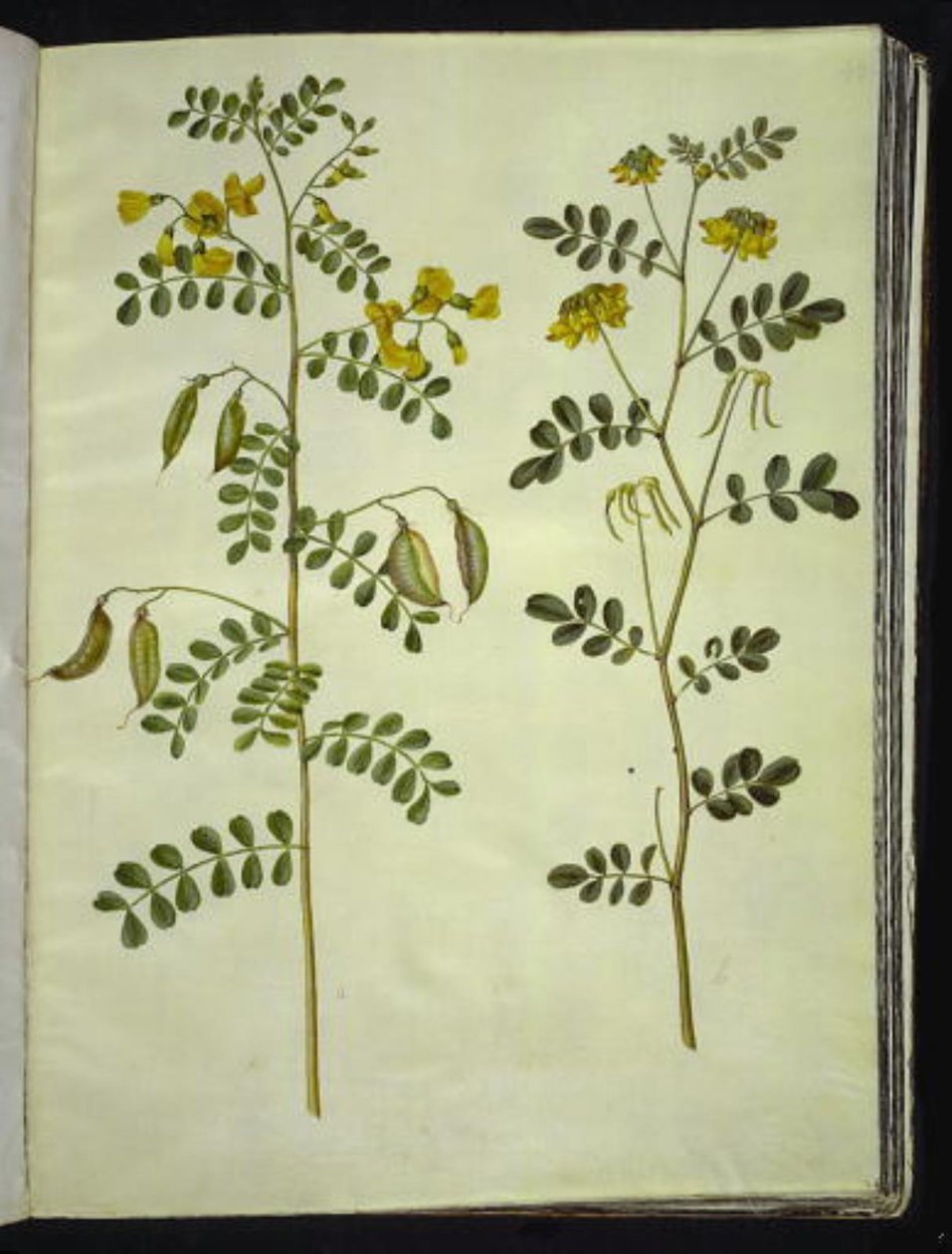 Colutea arborescens (pląsawica zwyczajna); Hippocrepis emerus (krzak-podkowa) autorstwa Hans Simon Holtzbecker