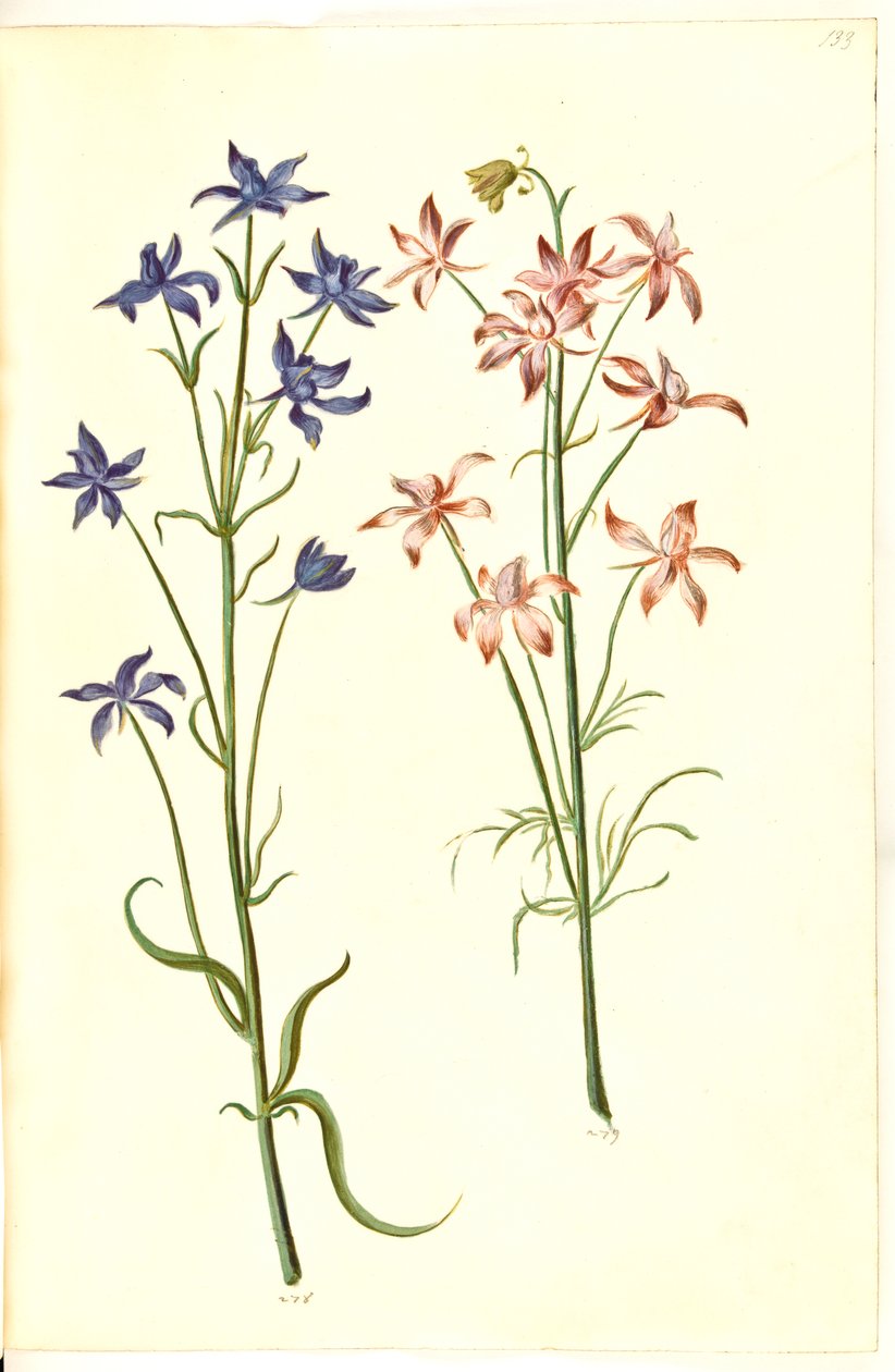 Consolida Regalis (Korn-Riedersfoor) autorstwa Hans Simon Holtzbecker