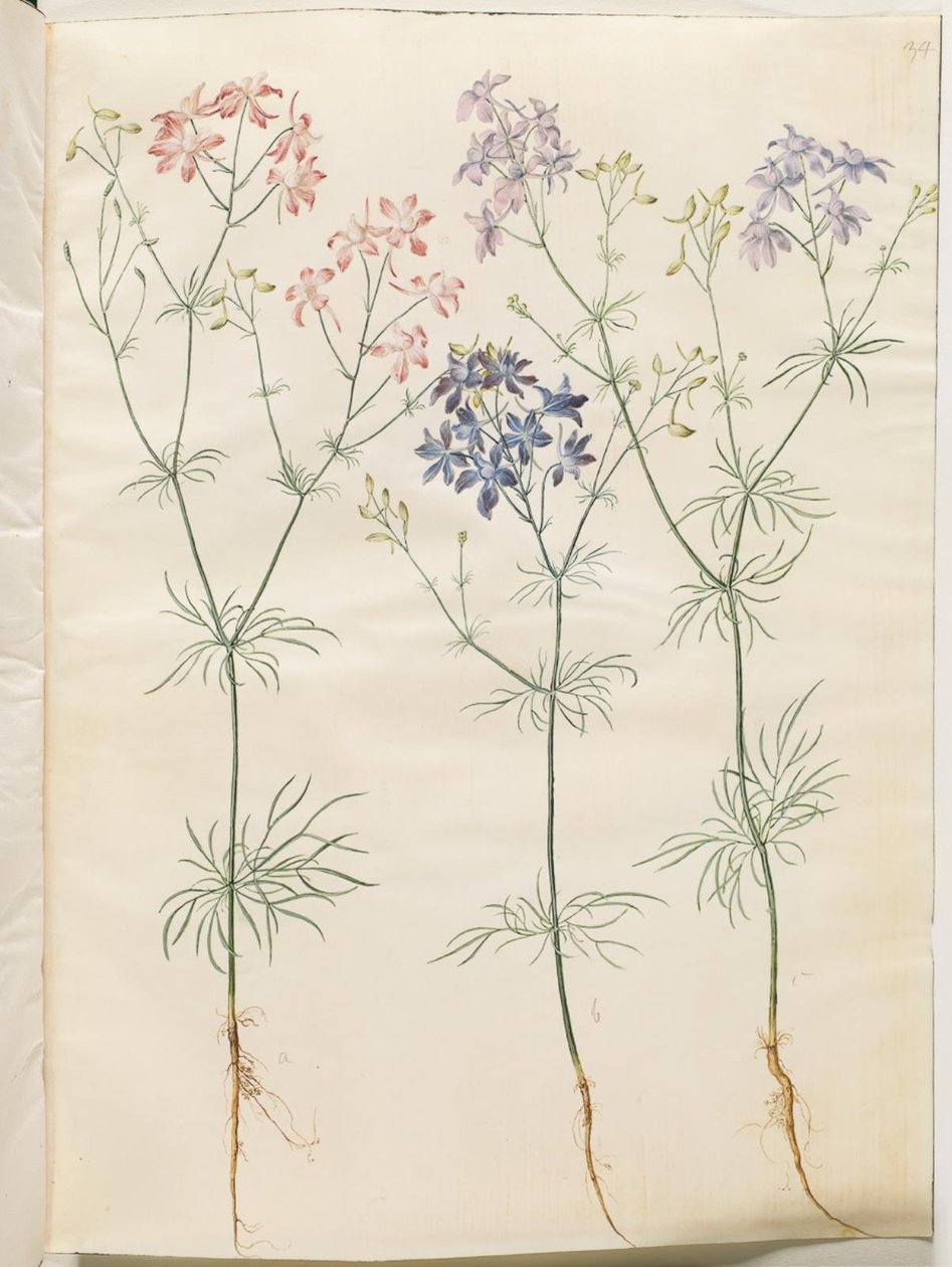 Consolida Regalis (Korn-Riedersfoor) autorstwa Hans Simon Holtzbecker