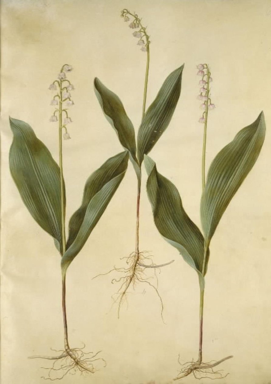 Convallaria majalis (lilia liliowa); Convallaria majalis (odmiana konwalii) autorstwa Hans Simon Holtzbecker
