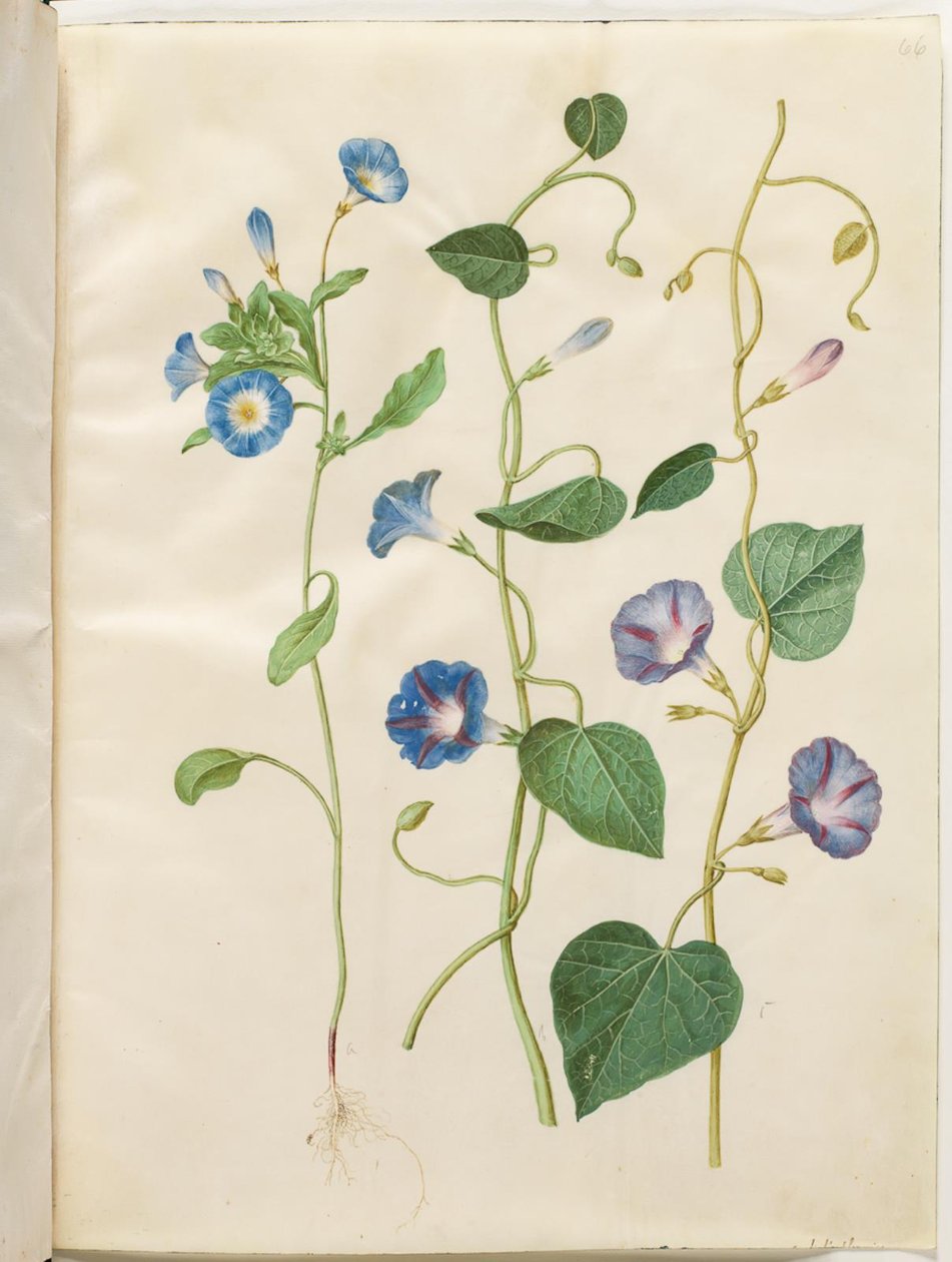 Convolvulus tricolor (spódnica panieńska); Ipomoea purpurea (fioletowa magnolia) autorstwa Hans Simon Holtzbecker