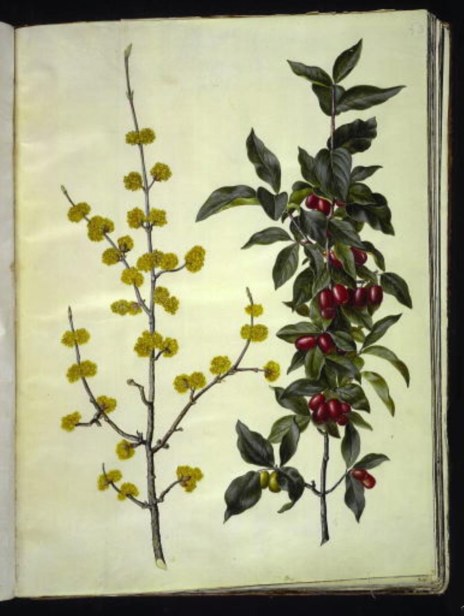 Cornus mas (dereń wiśniowy) autorstwa Hans Simon Holtzbecker
