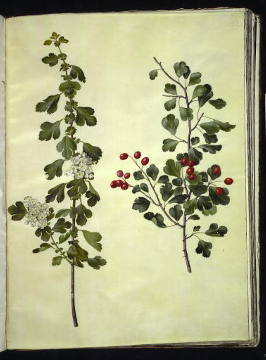 Crataegus laevigata (głóg pospolity) autorstwa Hans Simon Holtzbecker
