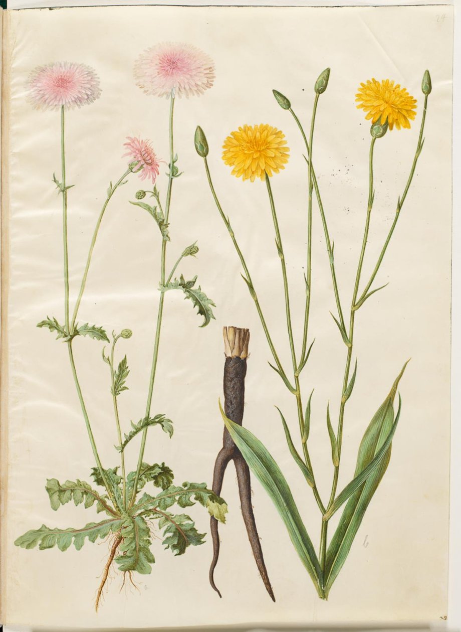 Crepis rubra (czerwony szylkretowiec); Scorzonera hispanica (skorzony ogrodowe) autorstwa Hans Simon Holtzbecker