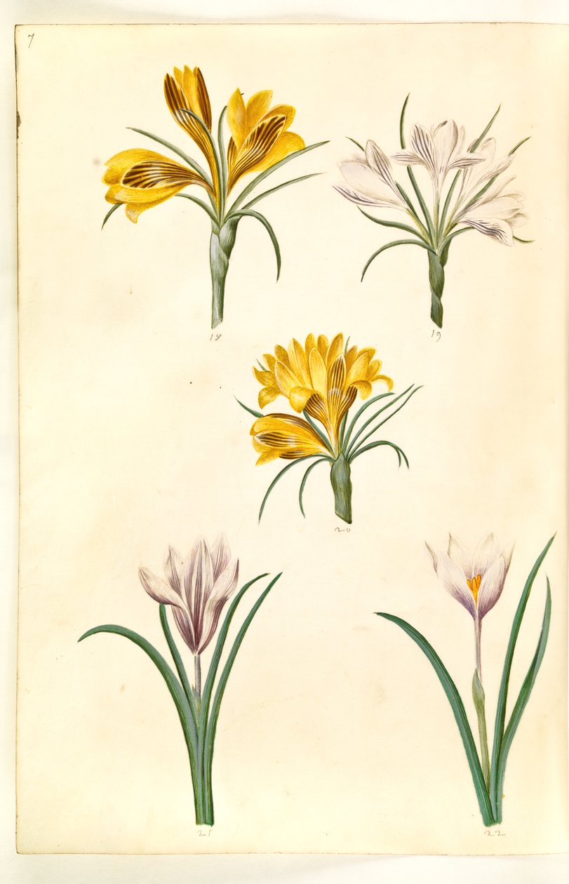 Krokus wąskolistny (krokus bałkański); Crocus versicolor (krokus alpejski); Krokus wiosenny (?) (vår-krokus) autorstwa Hans Simon Holtzbecker
