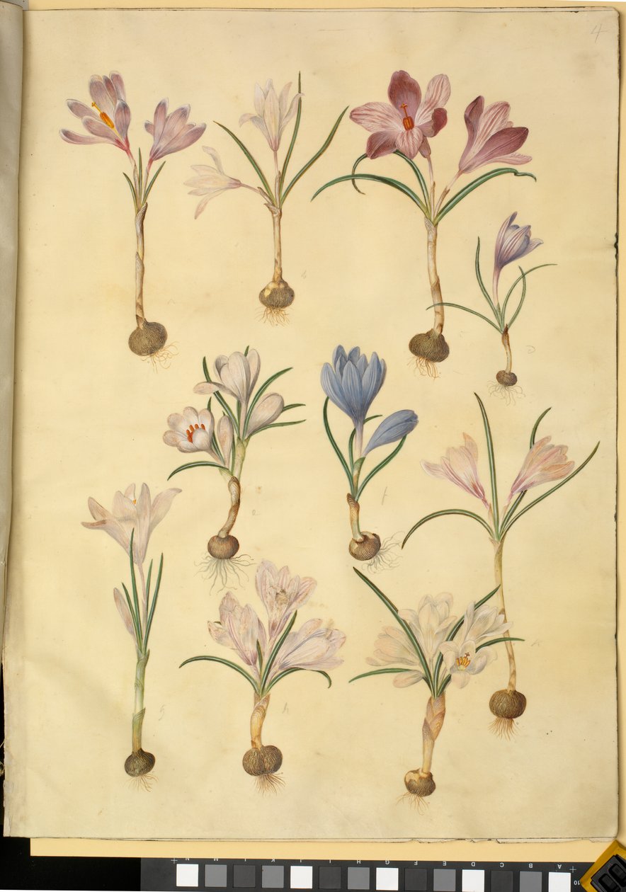Crocus vernus (dziki krokus) autorstwa Hans Simon Holtzbecker