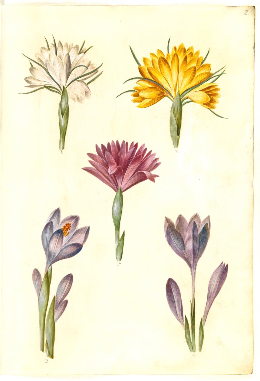 Krokus wiosenny (vår-krokus); Krokus wąskolistny (krokus bałkański); Bulbocodium vernum (?) (vår-lysblomst) autorstwa Hans Simon Holtzbecker