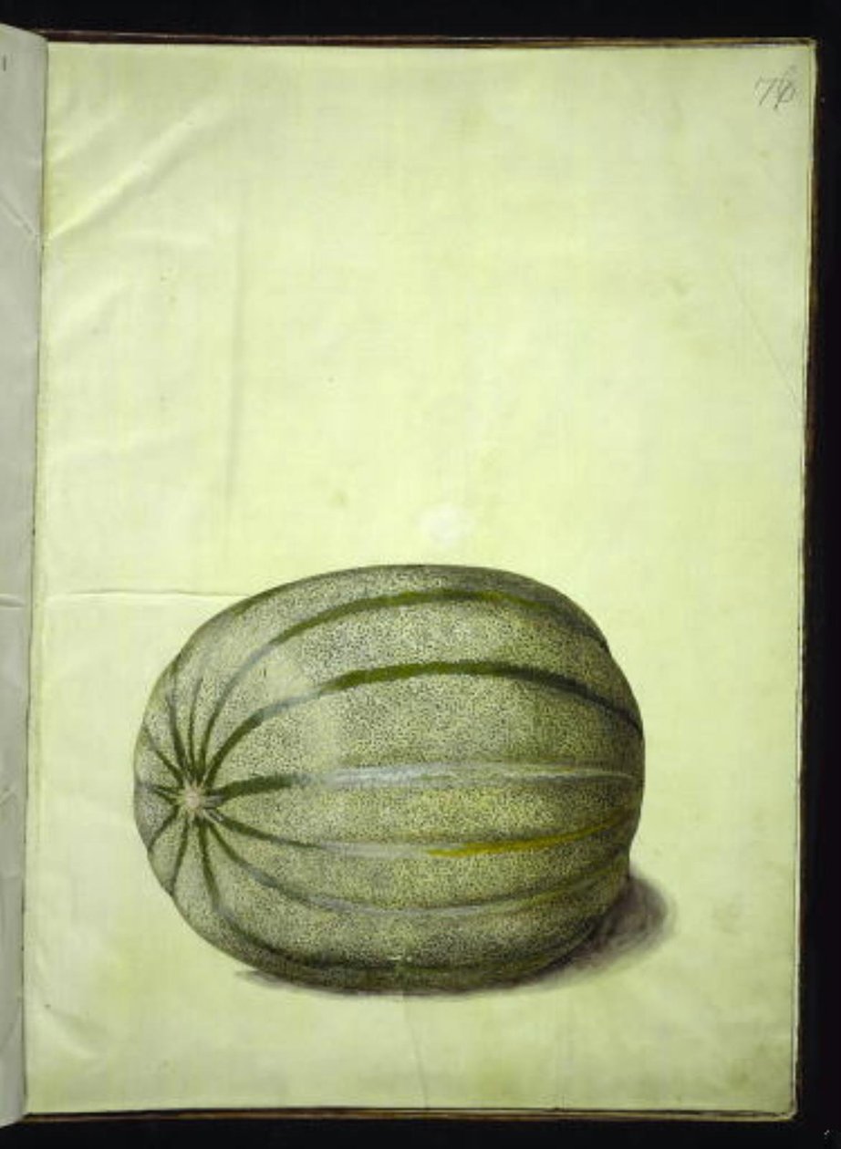 Cucumis melo (melon) autorstwa Hans Simon Holtzbecker