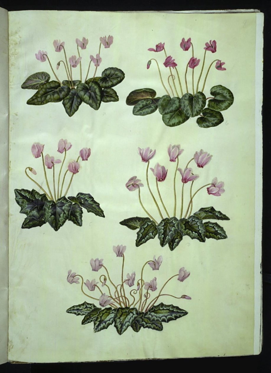 Cyclamen purpurascens (prawdziwy fiolet alpejski); Cyclamen hederifolium (fiolet alpejski bluszczu) autorstwa Hans Simon Holtzbecker