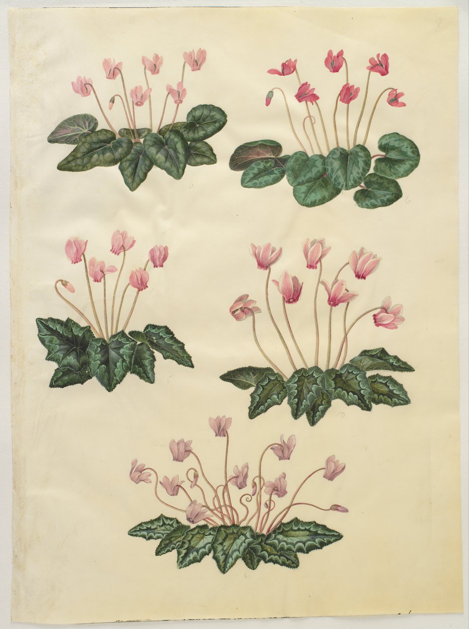 Cyclamen purpurascens; Cyclamen hederifolium autorstwa Hans Simon Holtzbecker