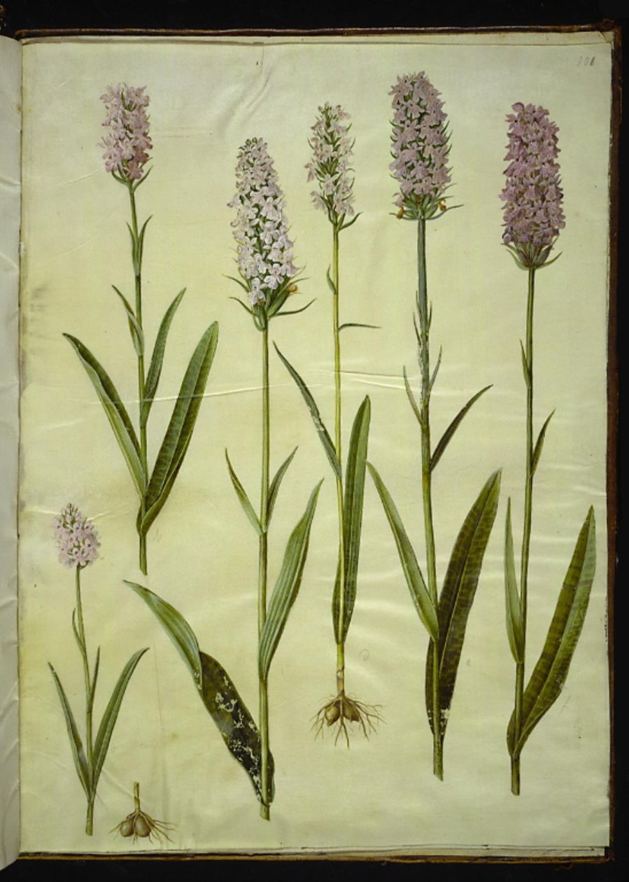 Dactylorhiza maculata (ziele kukułki cętkowanej) autorstwa Hans Simon Holtzbecker