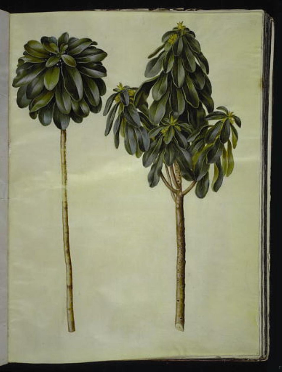 Daphne laureola (laurel-daphne) autorstwa Hans Simon Holtzbecker