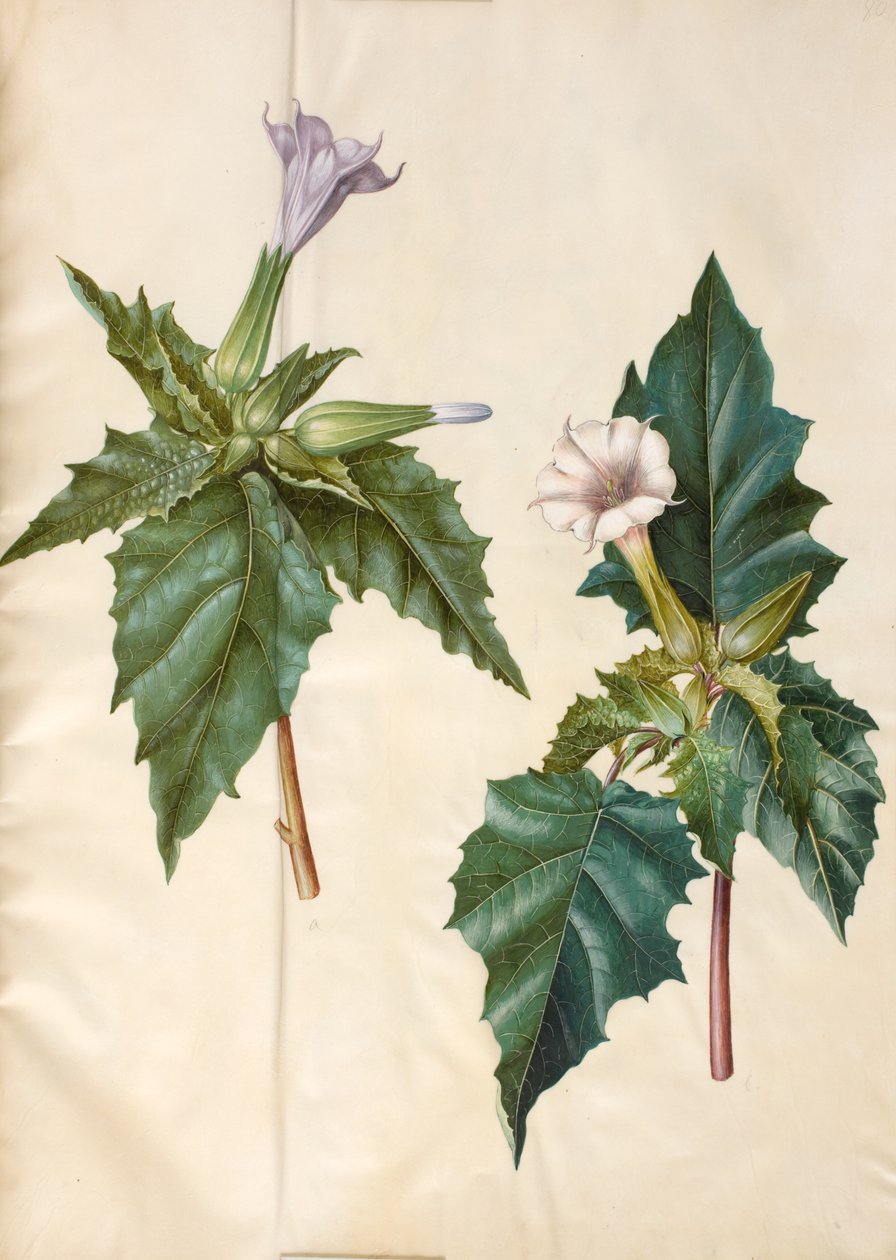 Datura stramonium (powszechne jabłko miłorzębu) autorstwa Hans Simon Holtzbecker