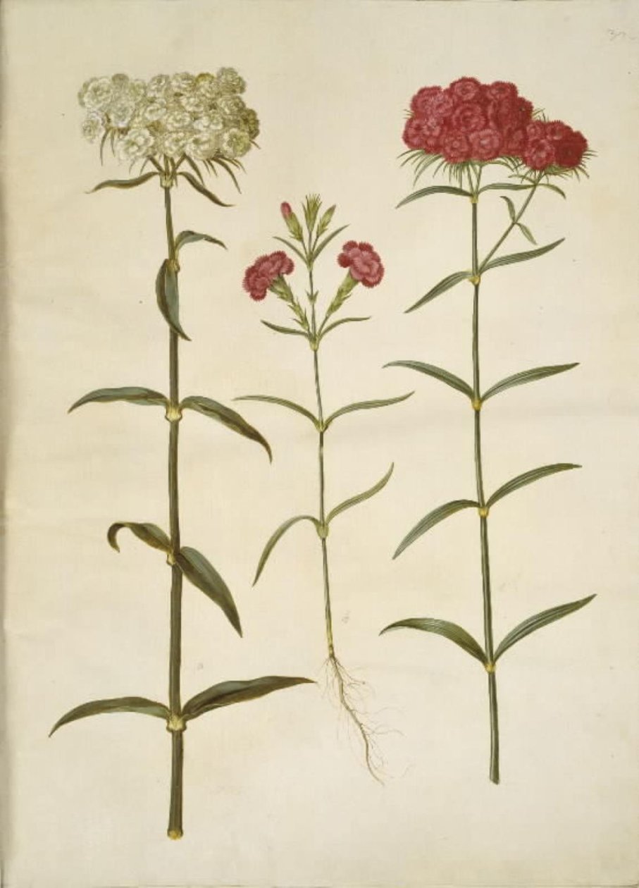 Dianthus barbatus (goździk studencki); Dianthus (gatunek goździka) autorstwa Hans Simon Holtzbecker