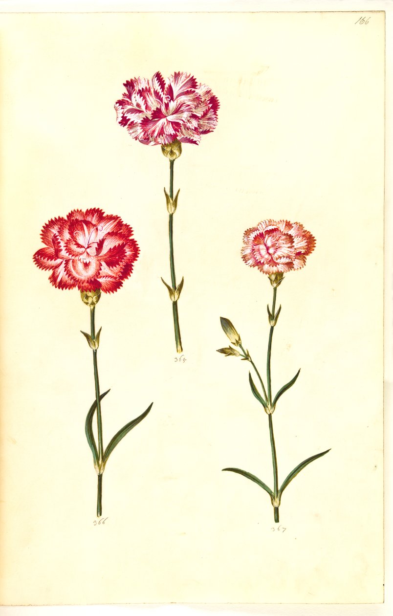 Dianthus caryophyllus (goździk ogrodowy) autorstwa Hans Simon Holtzbecker