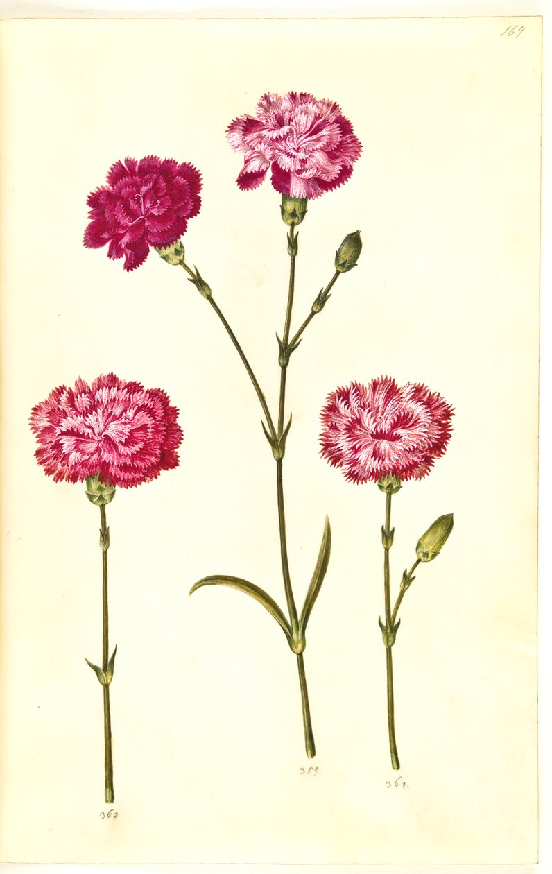 Dianthus caryophyllus (goździk ogrodowy) autorstwa Hans Simon Holtzbecker