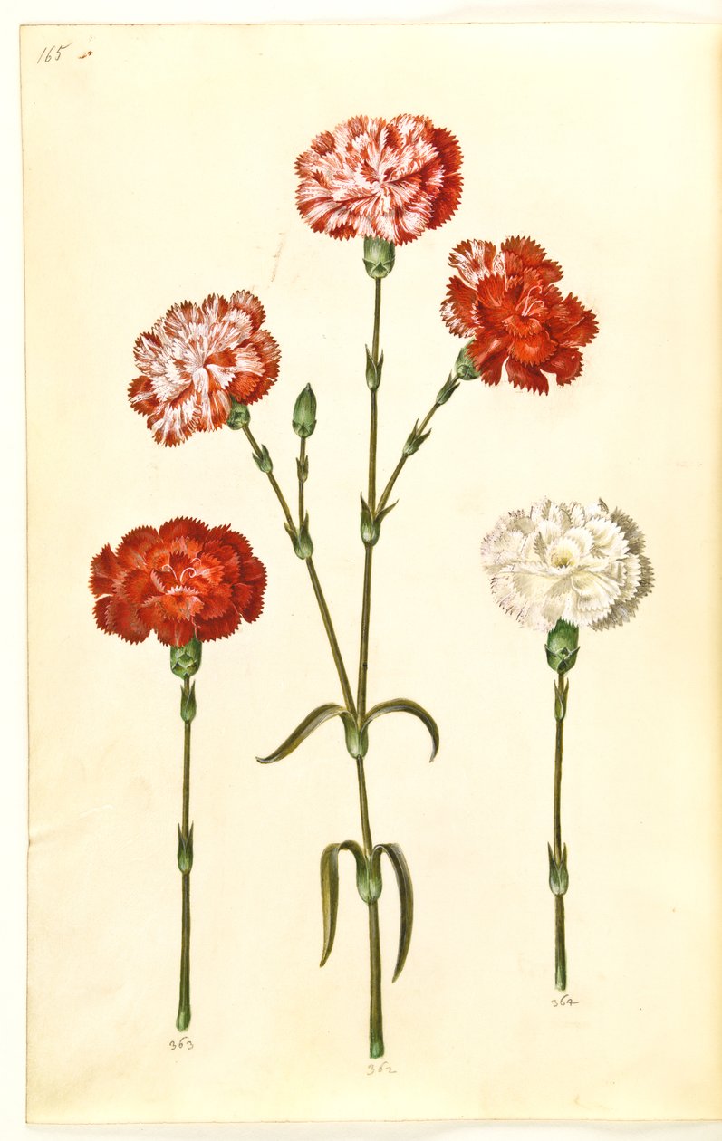 Dianthus caryophyllus (goździk ogrodowy) autorstwa Hans Simon Holtzbecker