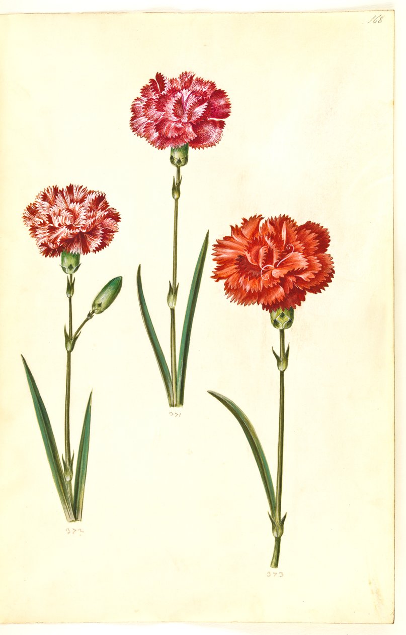 Dianthus caryophyllus (goździk ogrodowy) autorstwa Hans Simon Holtzbecker
