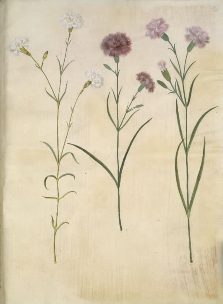 Dianthus plumarius (goździk z piór) autorstwa Hans Simon Holtzbecker