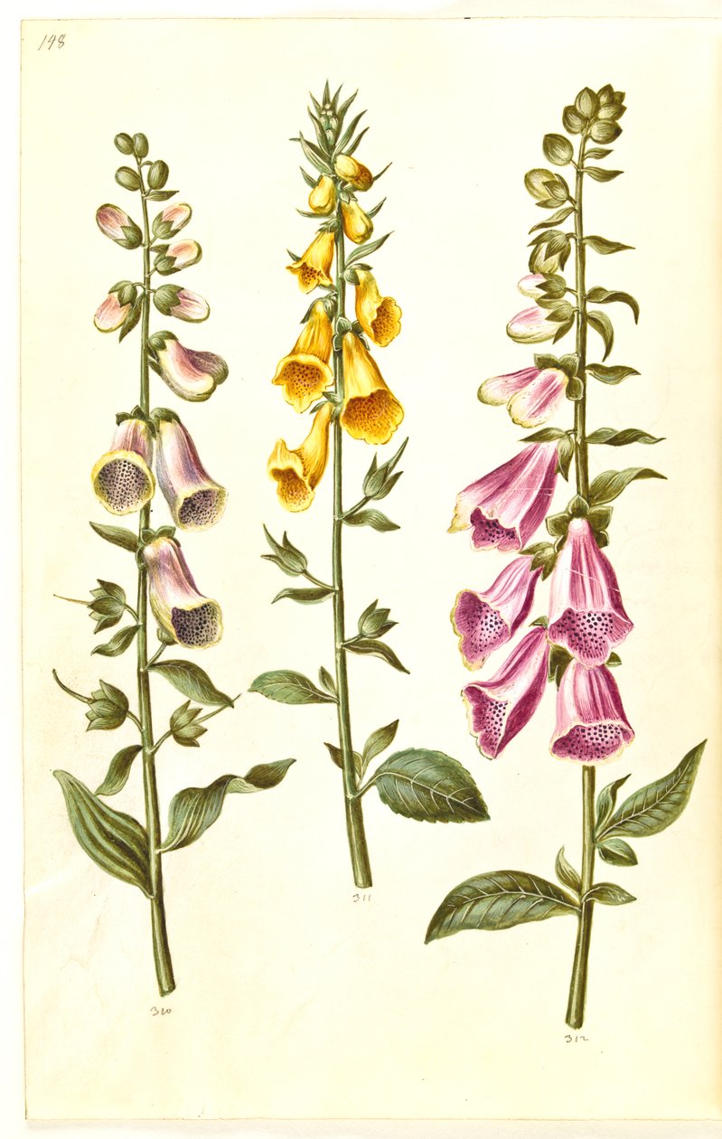 Digitalis purpurea (naparstnica zwyczajna); Digitalis grandiflora (naparstnica wielkokwiatowa) autorstwa Hans Simon Holtzbecker