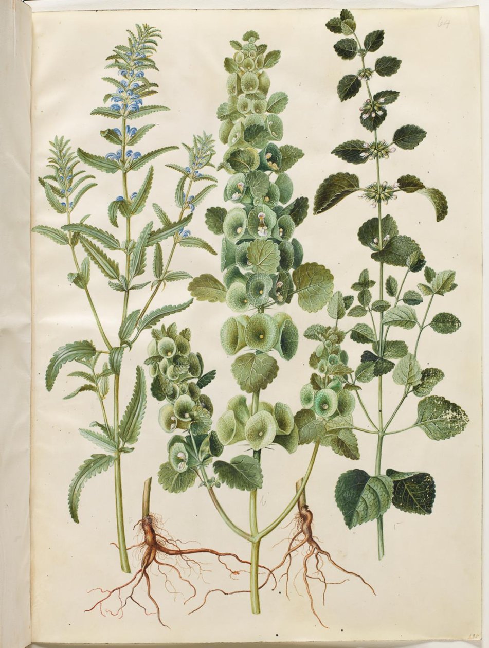 Dracocephalum moldavica (głowa mołdawskiego smoka); Moluccella spinosa (kubek z lejkiem wieżowym); Melissa officinalis (melisa) autorstwa Hans Simon Holtzbecker