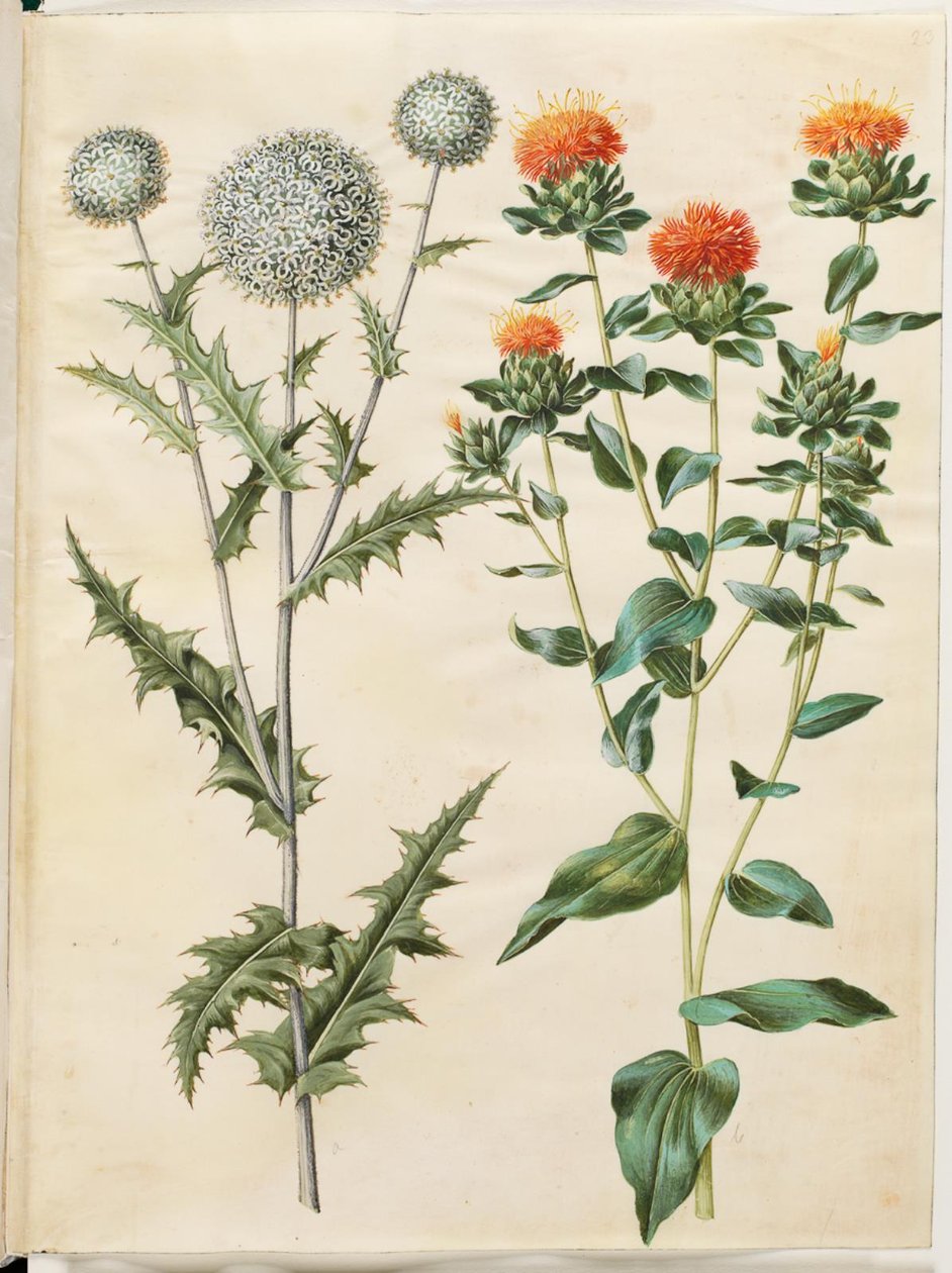 Echinops sphaerocephalus (almindelig tidselkugle); Barwienie krokosza barwierskiego (gul saflortidsel) autorstwa Hans Simon Holtzbecker