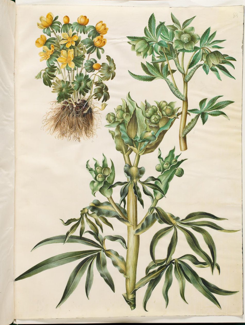 Eranthis zima (była); Zielony Helleborus (grøn nyserod); Helleborus stinkus (śmierdzący nyzerod) autorstwa Hans Simon Holtzbecker