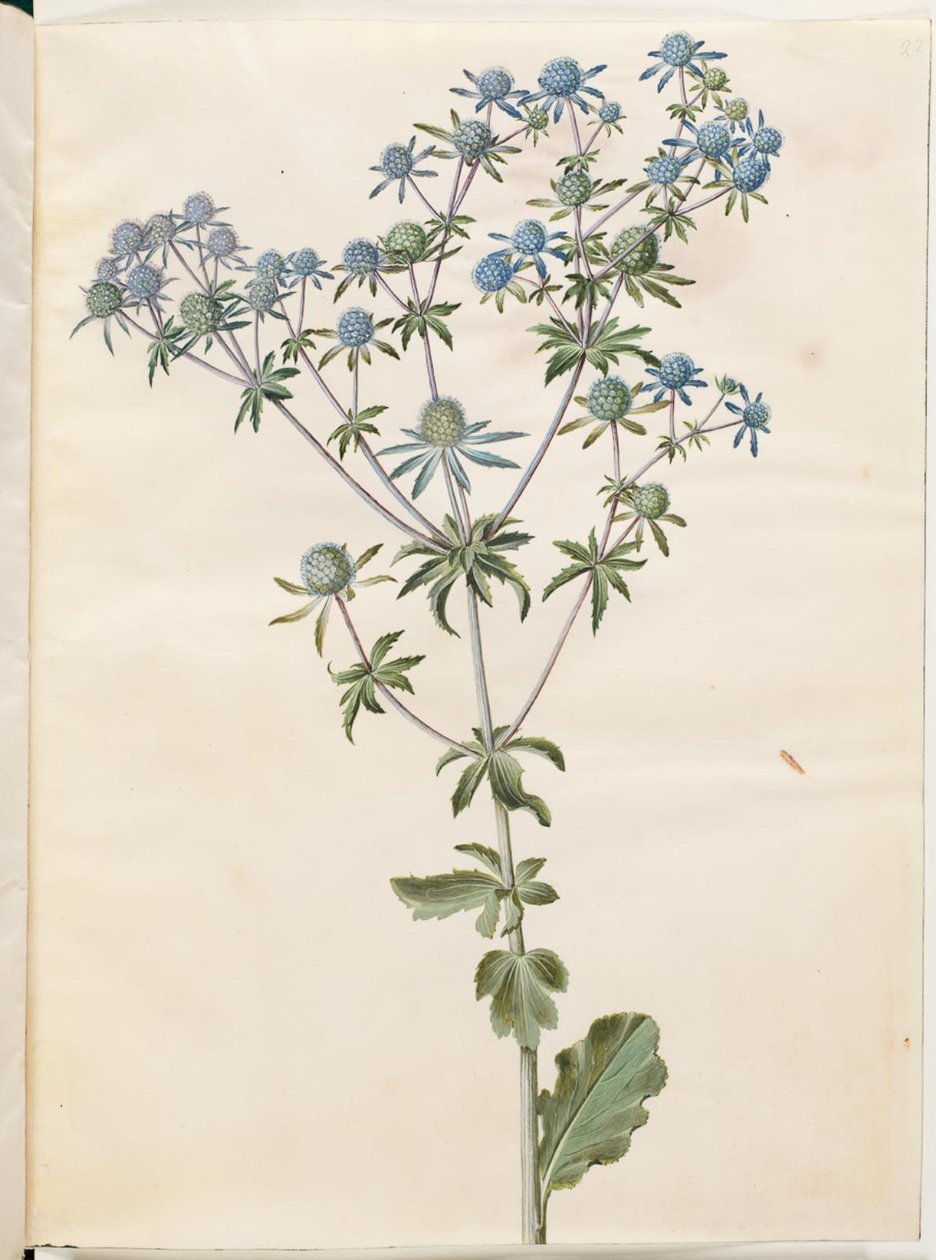 Płaska eryngium (have-mandstro) autorstwa Hans Simon Holtzbecker