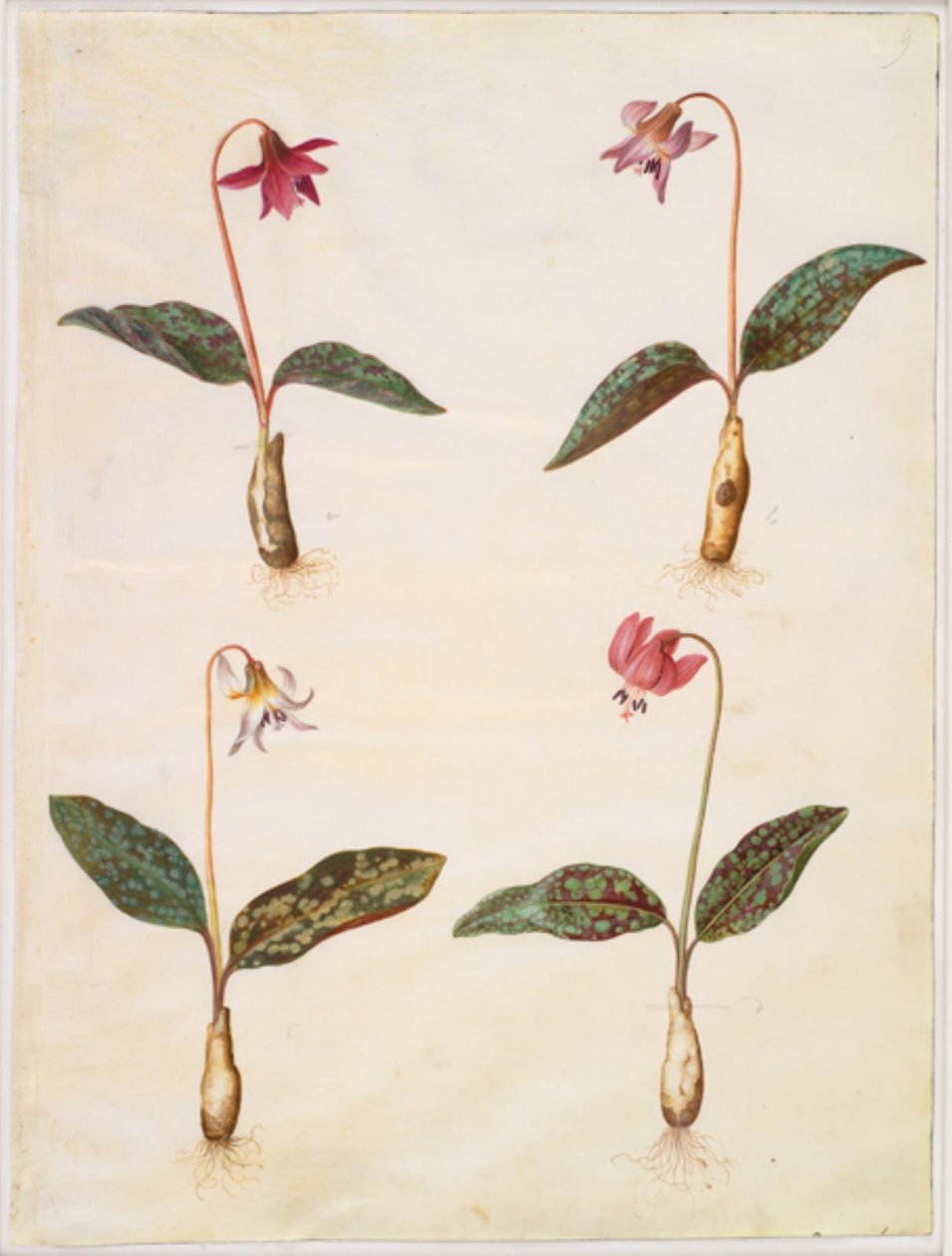 Erythronium dens-canis (prawdziwy ząb psa) autorstwa Hans Simon Holtzbecker