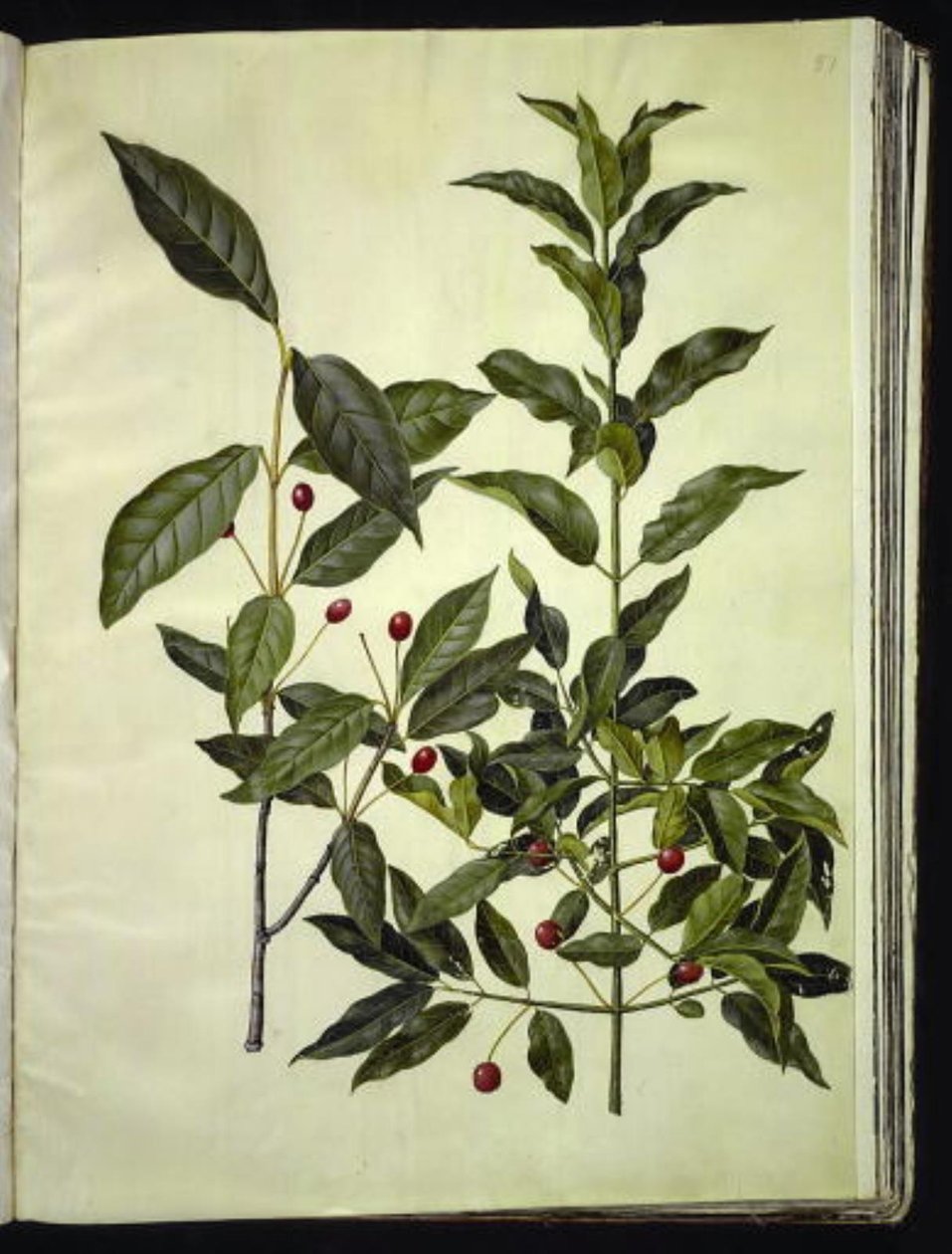 Euonymus latifolius (drewno kostne szerokolistne); Euonymus europaeus (drewno pospolite) autorstwa Hans Simon Holtzbecker