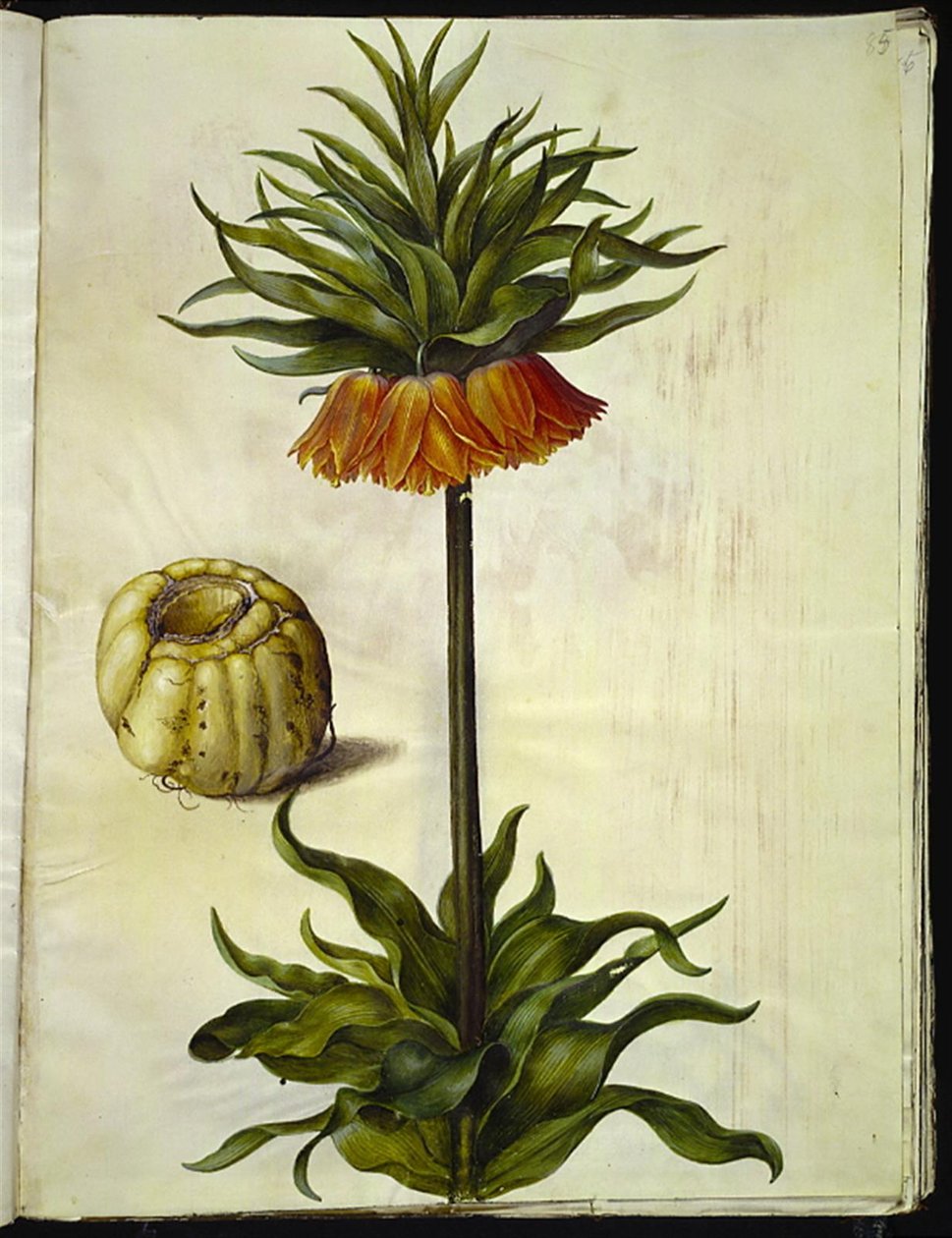 Fritillaria imperialis (cesarz koronny) autorstwa Hans Simon Holtzbecker