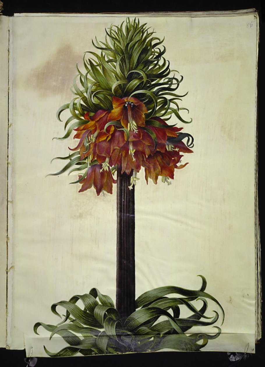 Fritillaria imperialis (cesarz koronny) autorstwa Hans Simon Holtzbecker
